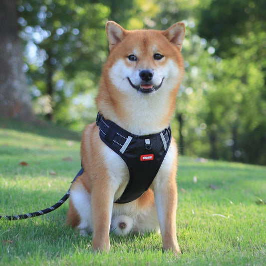 Nylon Dog Harness